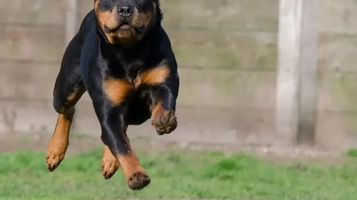 Rottweiler facts are very interesting and full of different pieces of information.
