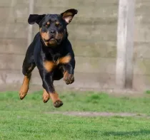 Rottweiler facts are very interesting and full of different pieces of information.