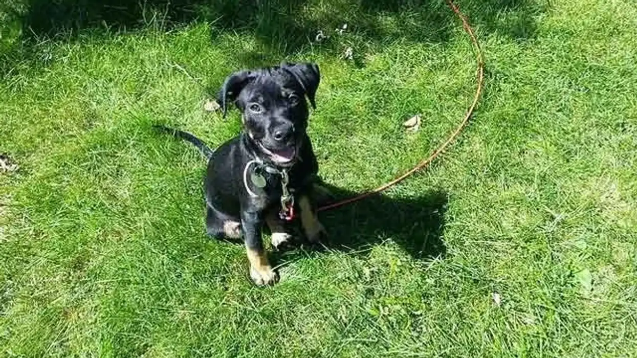 Rottweiler Lab mix facts are really interesting