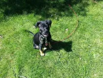 Rottweiler Lab mix facts are really interesting