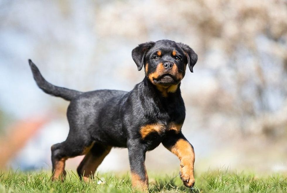 Rottweiler puppy having fun in a park.