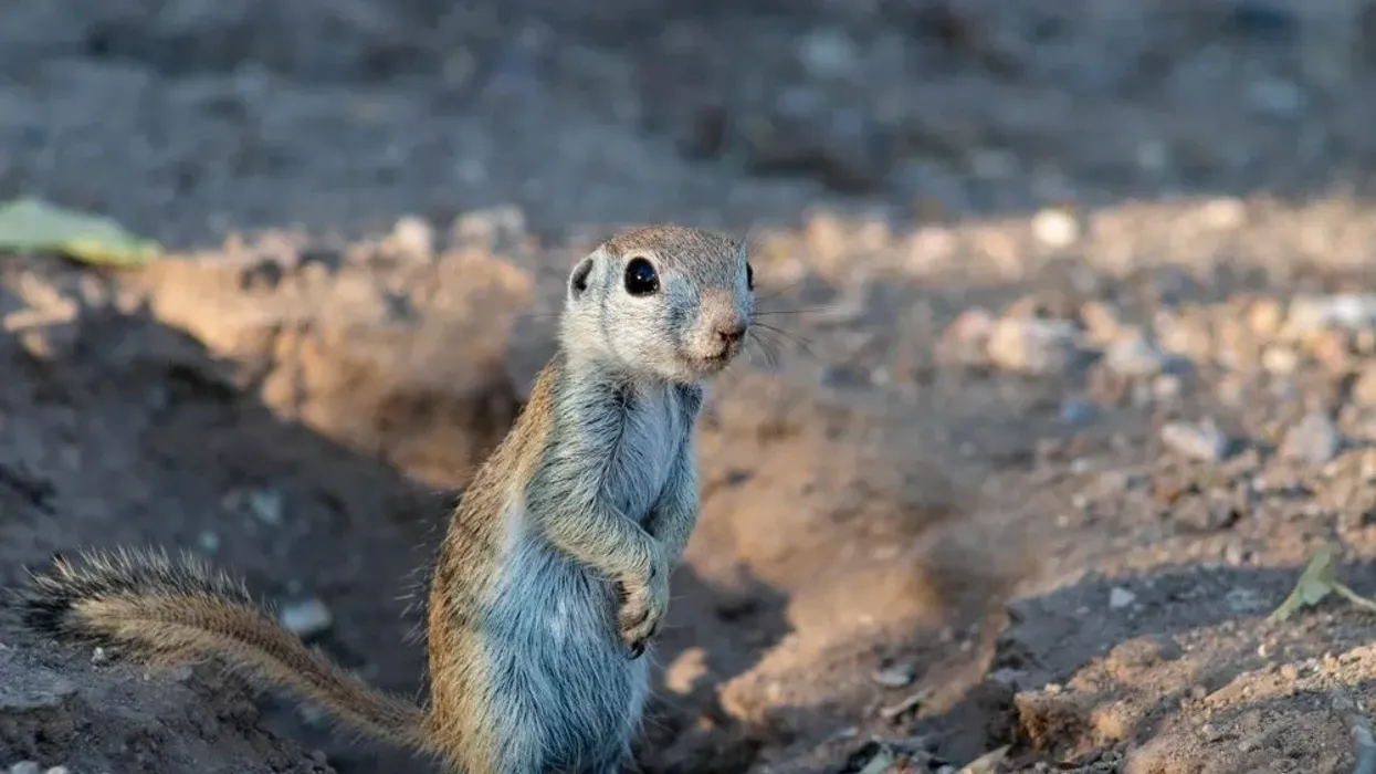 Round-tailed ground squirrel facts are interesting.