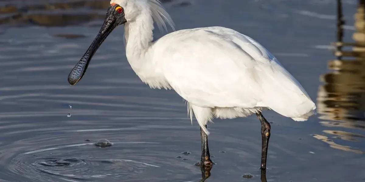 Fun Royal Spoonbill Facts For Kids | Kidadl