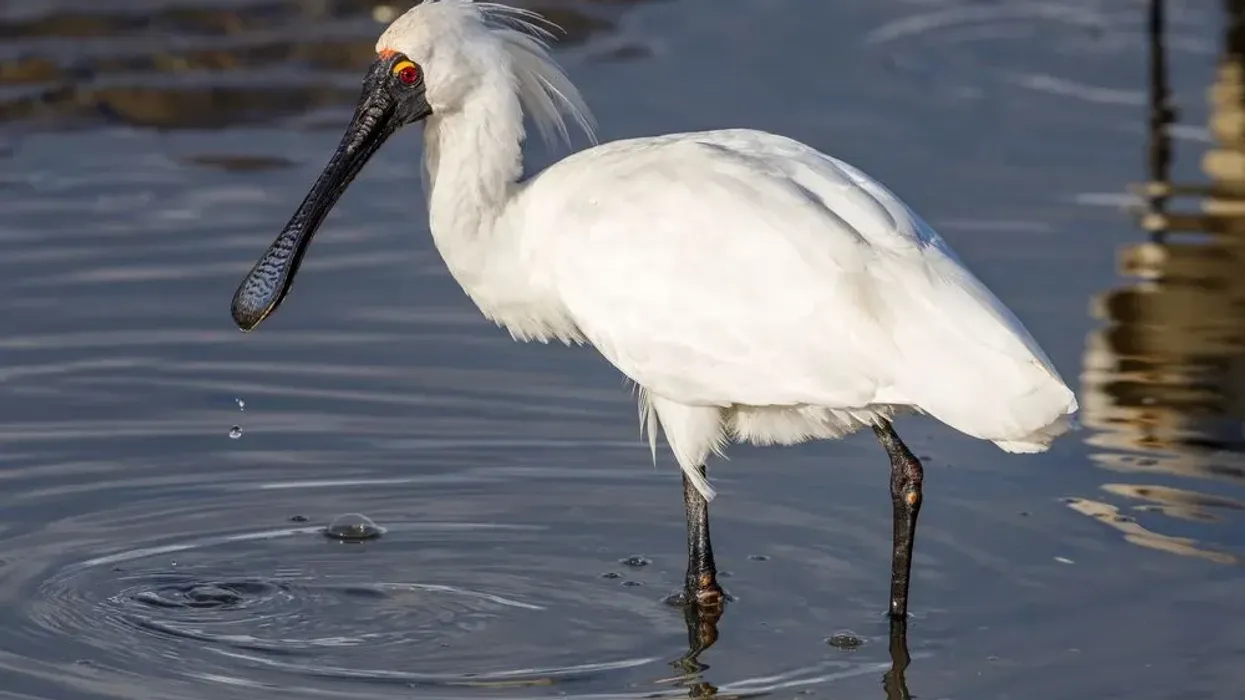 Royal spoonbill facts such as when the bird species is breeding, long white crest feathers are seen growing from the back of head or nape of the neck.