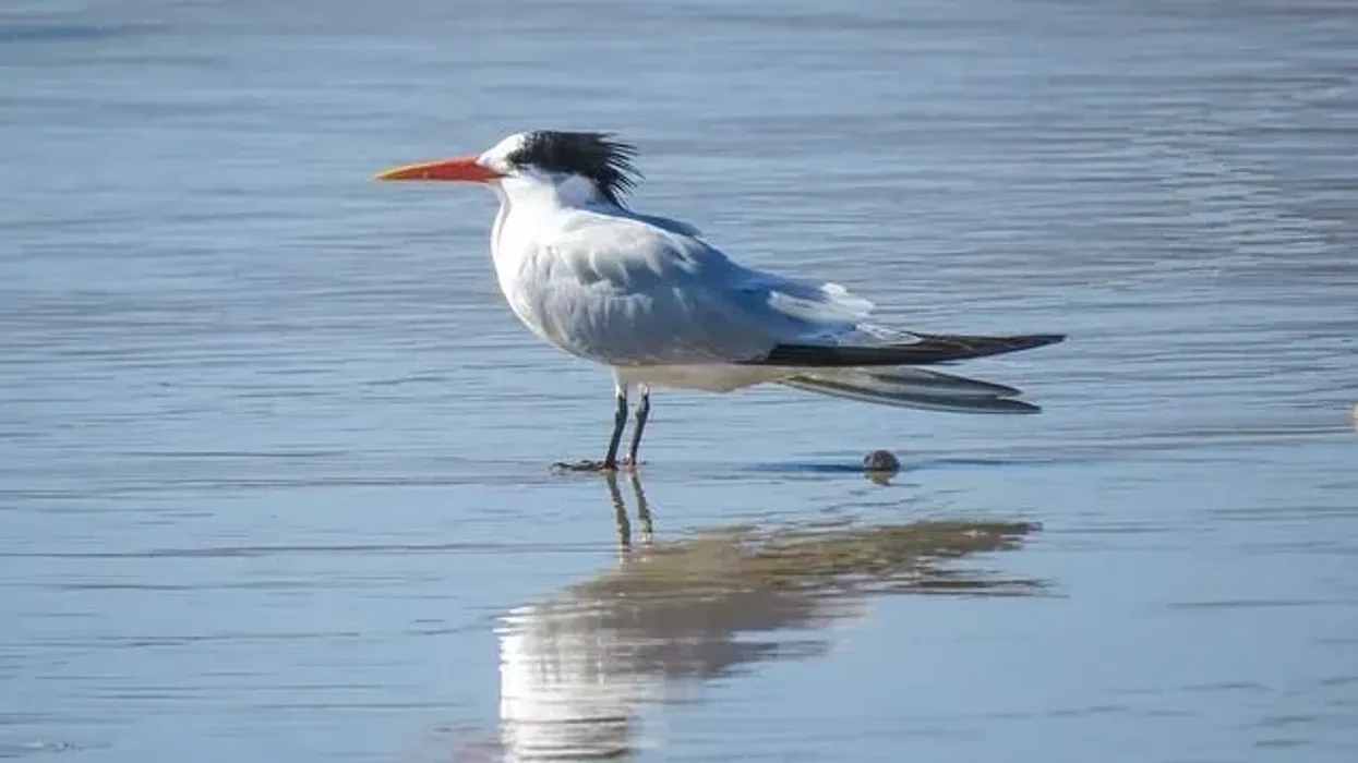 Royal tern facts include the incredible distances they can fly!