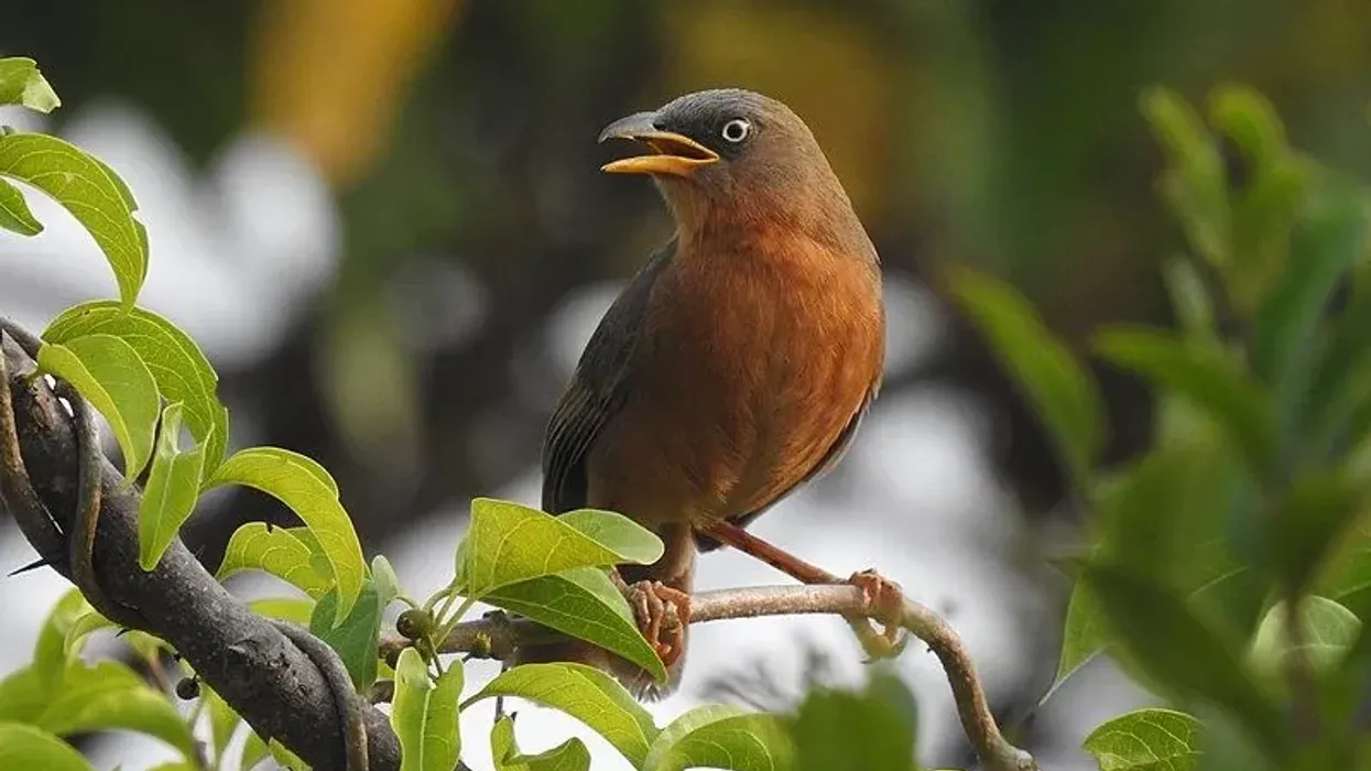 Rufous babbler facts such as it is endemic to the Western Ghats of India.