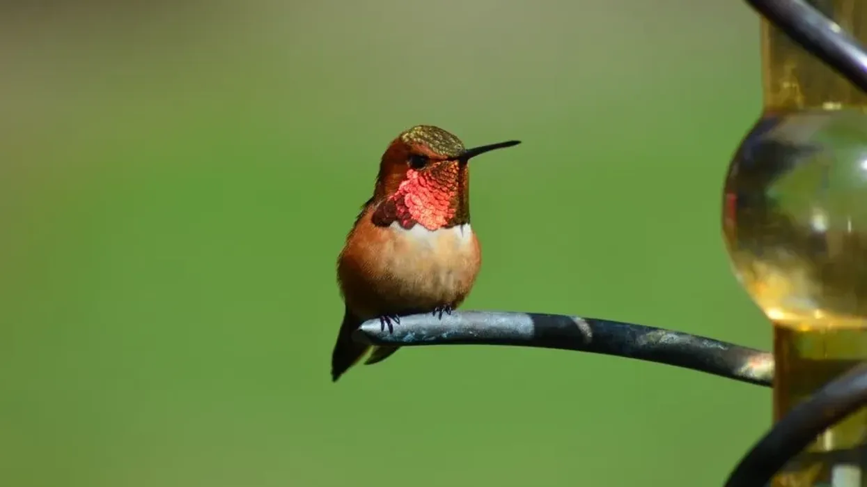 Rufous hummingbird facts help to know more about the migration of birds.