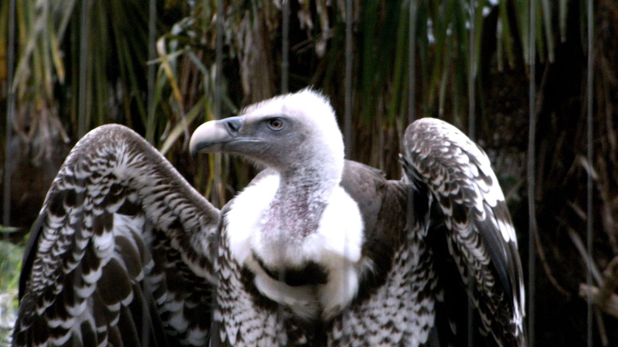 Ruppell's vulture facts include, the female bird lay only a single egg and the incubation period is approximately for 55 days.