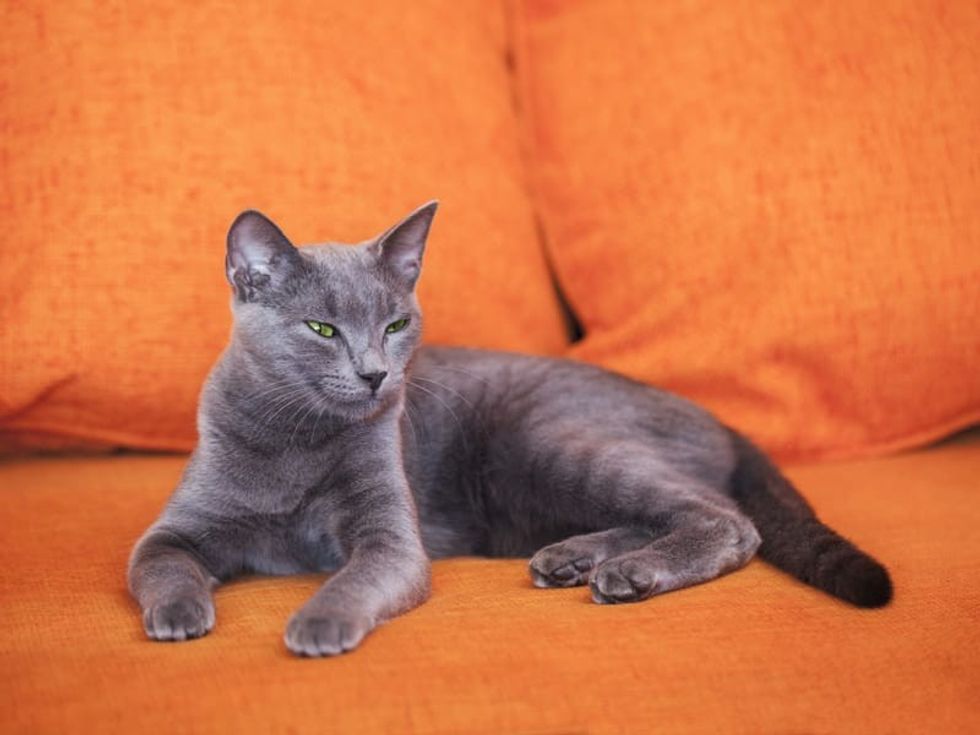 Fun Russian Blue Facts For Kids 