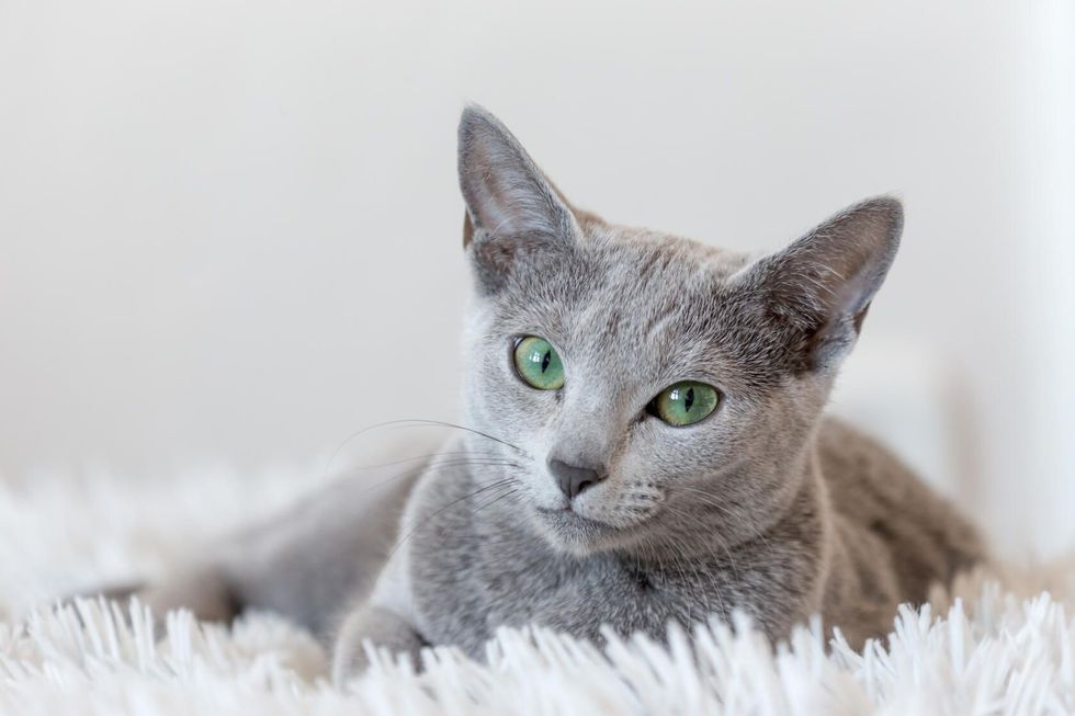 Russian Blue Cat.