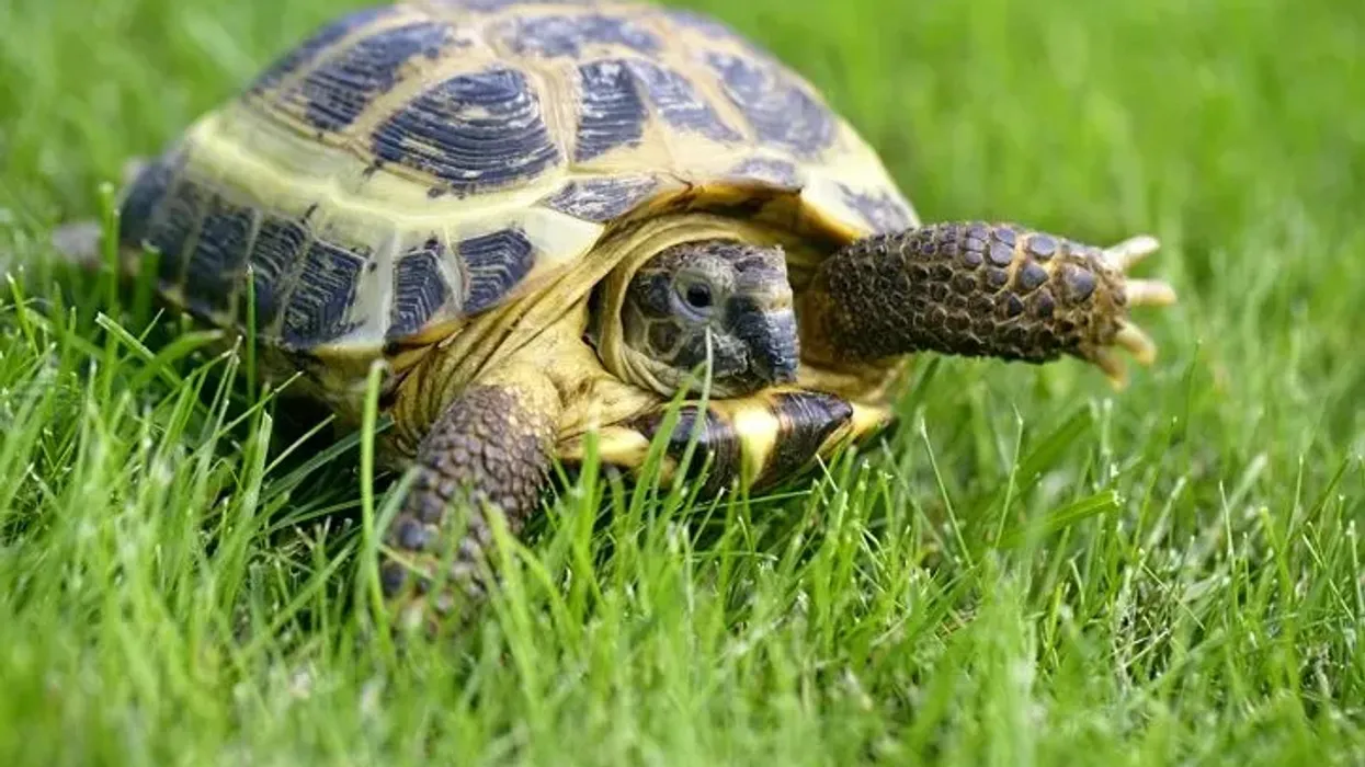 Russian tortoise facts for kids are educational!