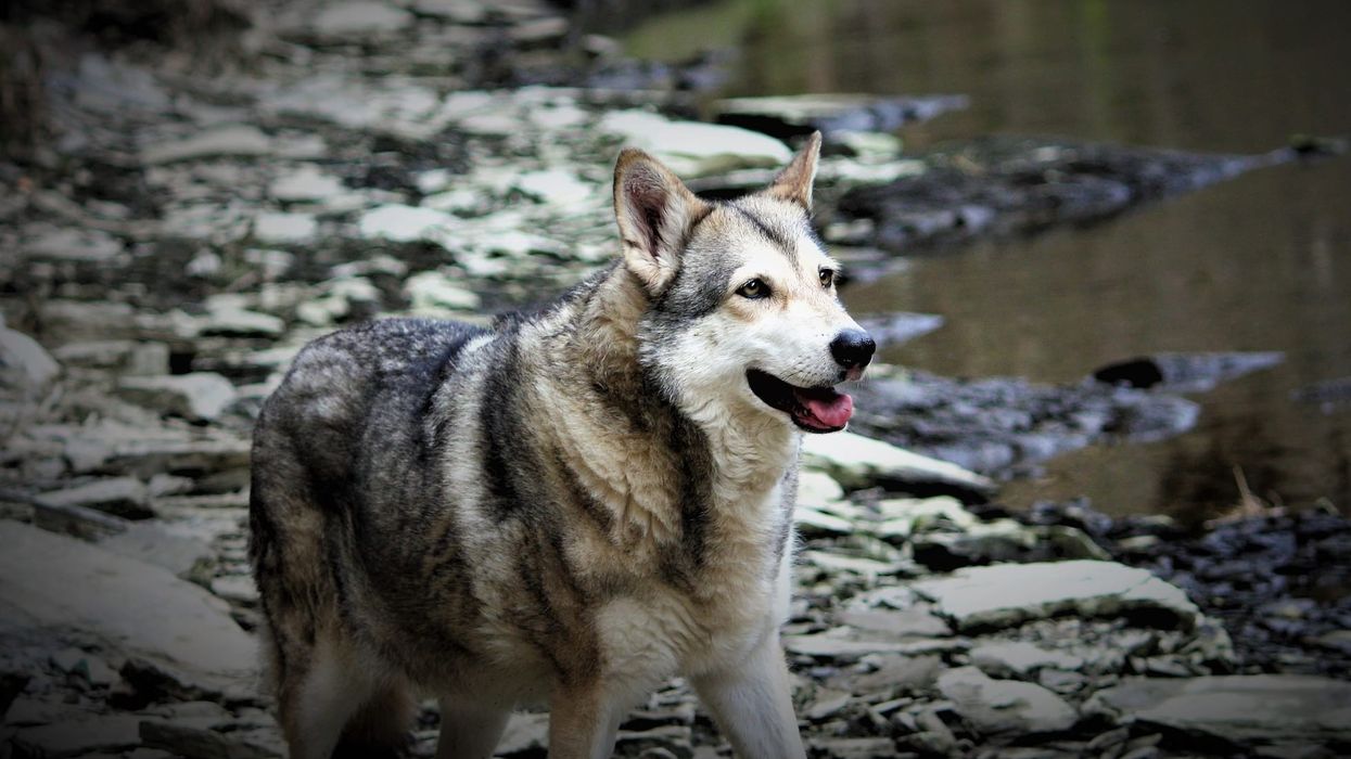 Saarloos Wolfdog facts for kids will tell you all about this dog known for loyalty and devotion