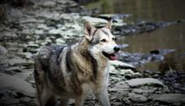 Saarloos Wolfdog facts for kids will tell you all about this dog known for loyalty and devotion