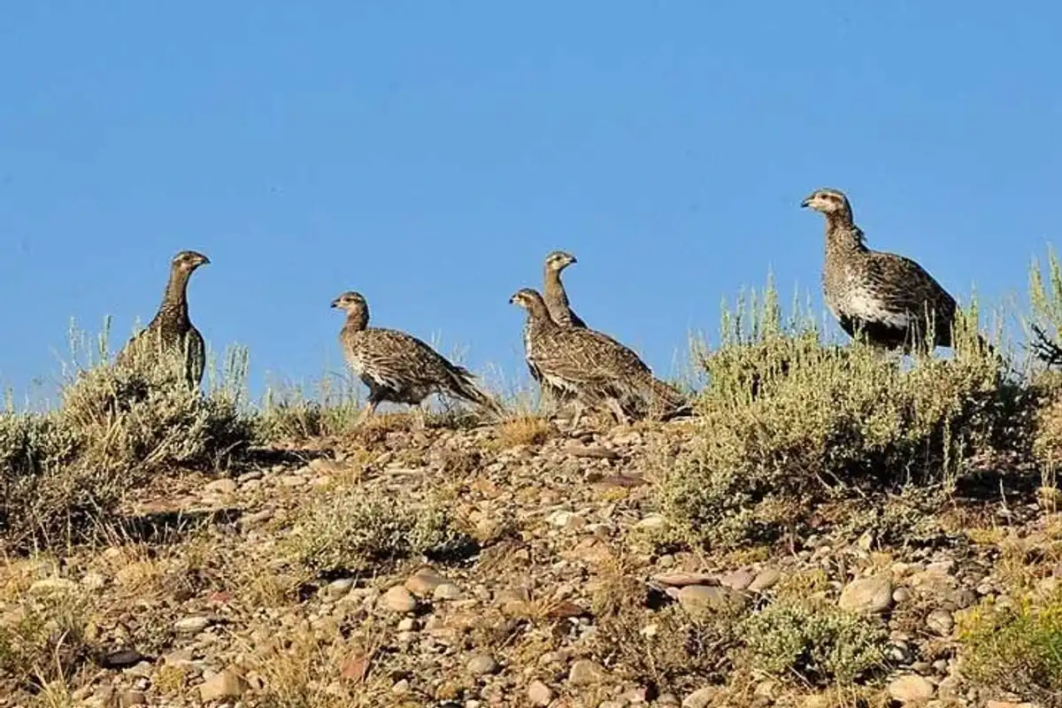Sage Hen facts about the Sage Grouse Hen species.
