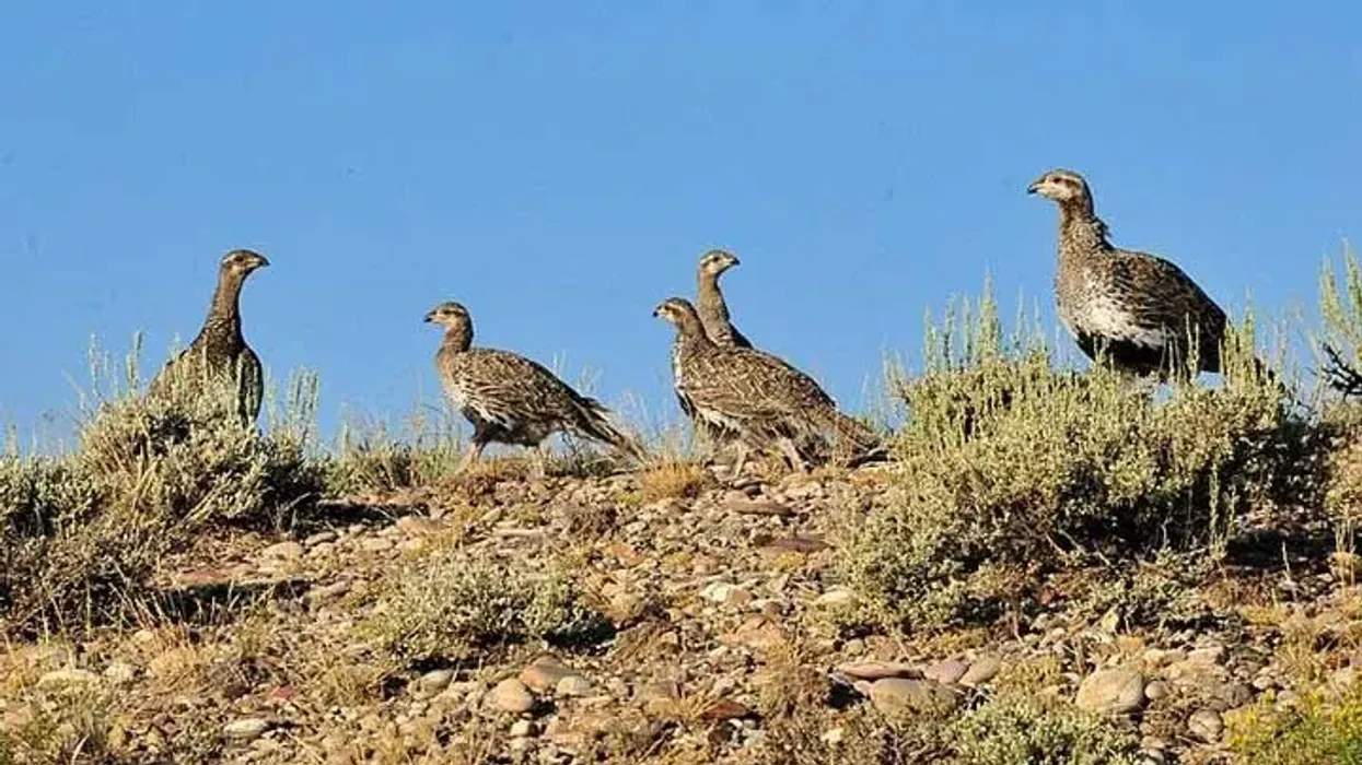 Sage Hen facts about the Sage Grouse Hen species.