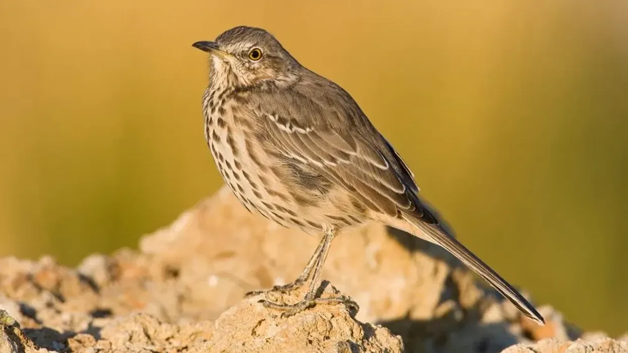 Sage Thrasher facts about the bird species of North America.