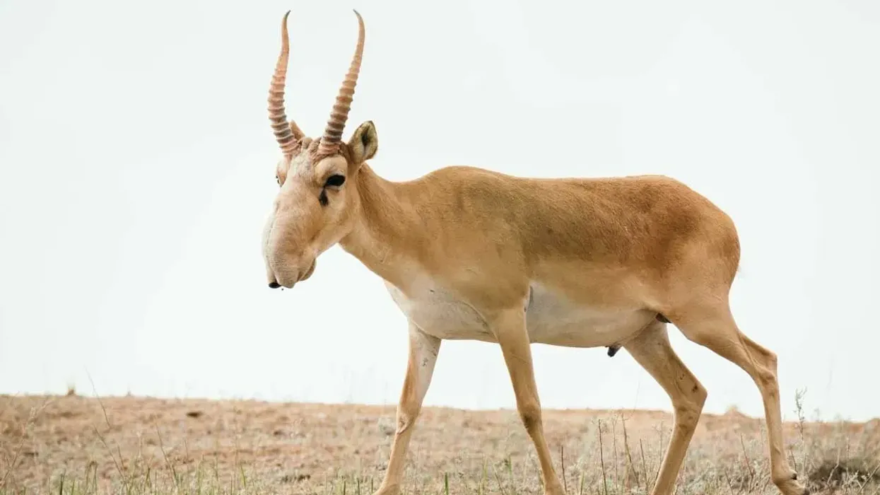 Saiga antelope facts are interesting to read.