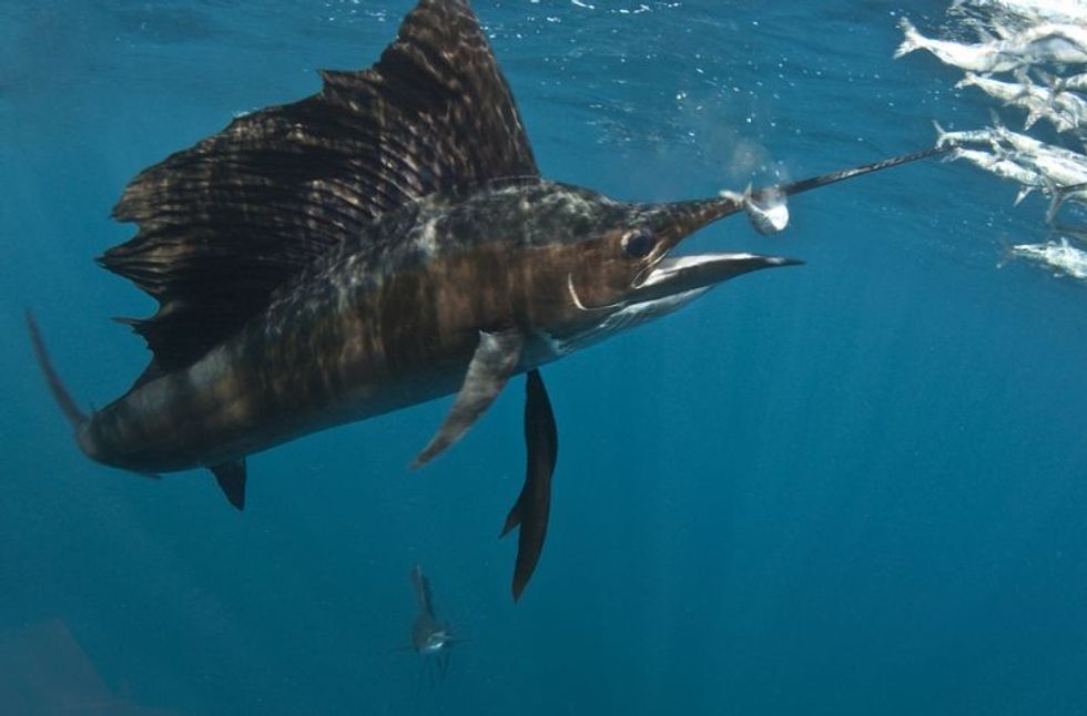 Sailfish swimming underwater