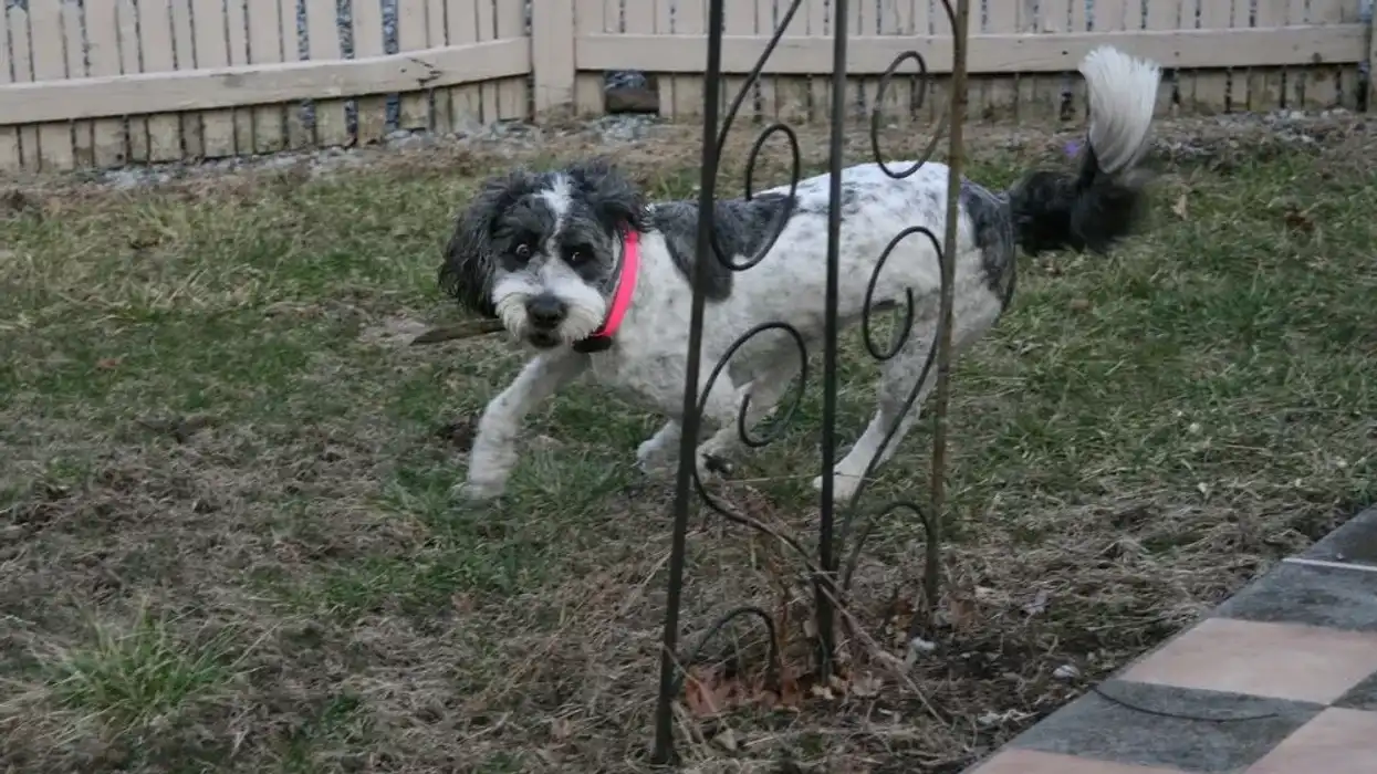 Saint Berdoodle facts are interesting for kids.