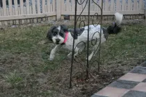 Saint Berdoodle facts are interesting for kids.