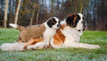 Saint Bernard dogs may seem intimidating but they are just very big floof-balls.