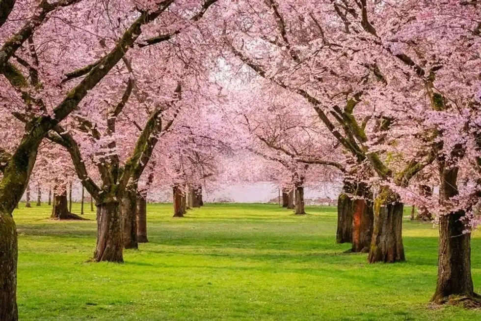 Sakura Cherry blossoming alley 
