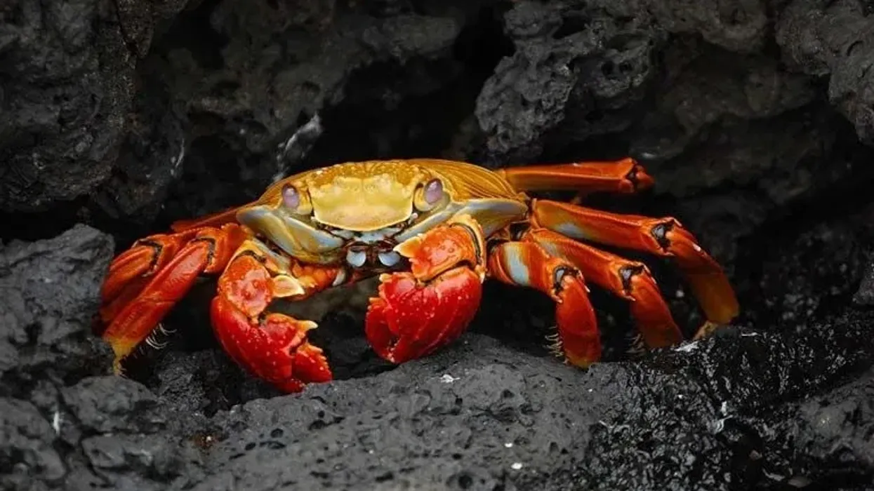 Sally lightfoot crabs have camouflaging properties