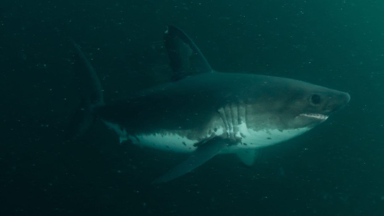 Salmon Shark Fact File