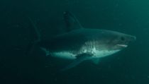 Salmon Shark Fact File
