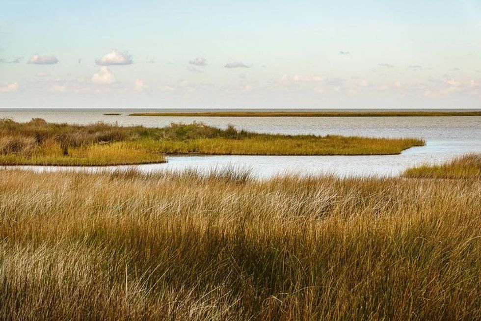 Salt marsh with saltmeadow cordgrass (binomial name: Spartina patens), also known as salt hay grass, saltmeadow hay, and marsh grass, along Ocracoke Island in the Outer Banks of North Carolina, USA