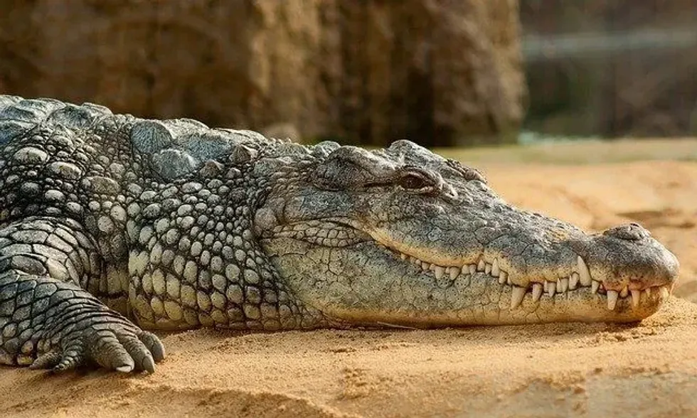 Saltwater crocodile is amongst the most powerful animal in the world.