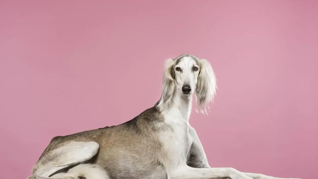 Saluki facts help kids to know more about the dog.