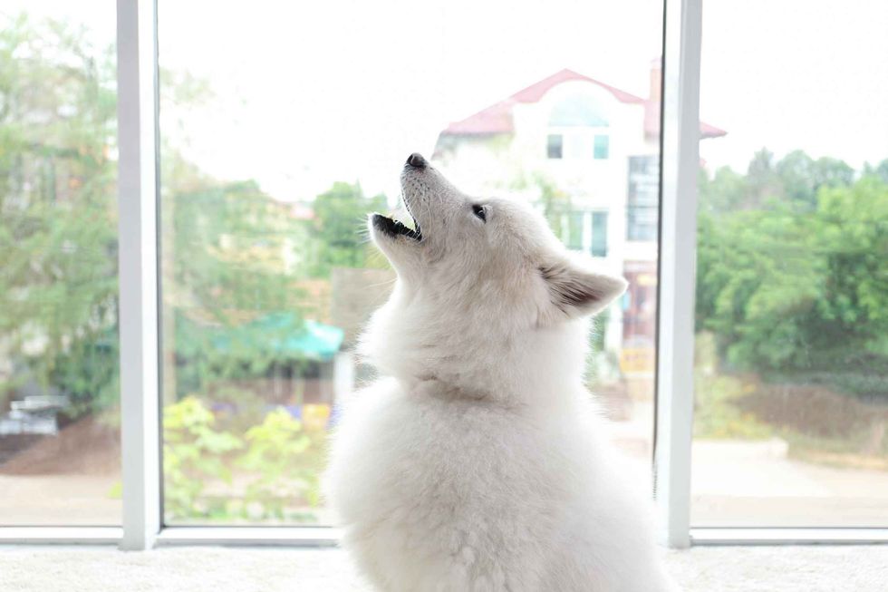 Samoyed dog howling on light background