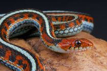 San Francisco Garter Snake
