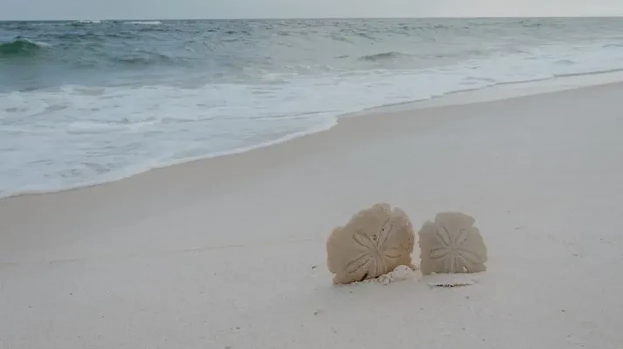 Sand Dollar facts reflect their fascinating tricks and traits to keep predators away