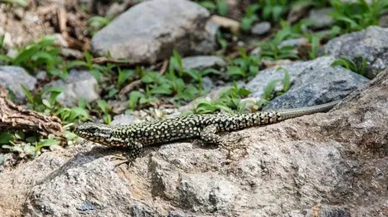 Sand Lizard facts about them basking under the sun keeping warm