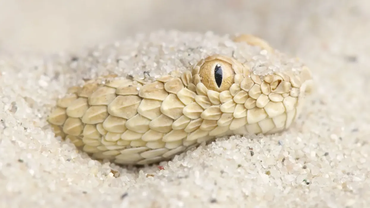 Sand viper facts include that they belong to the same genus as the horned viper.