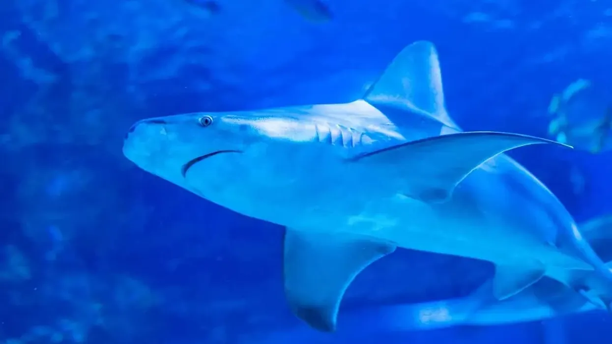 Sandbar shark facts about a species of big fishes, also called brown sharks.