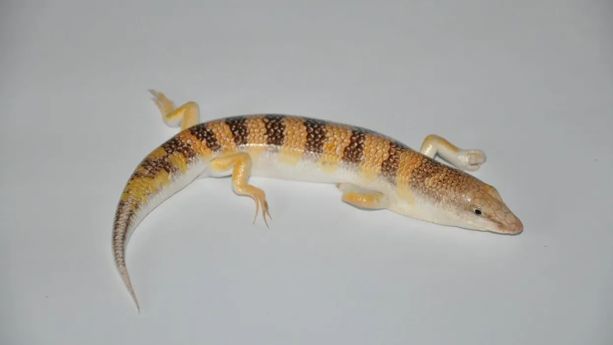 Sandfish facts about the sand-dwelling lizard of family Scincidae which is found in the desert.