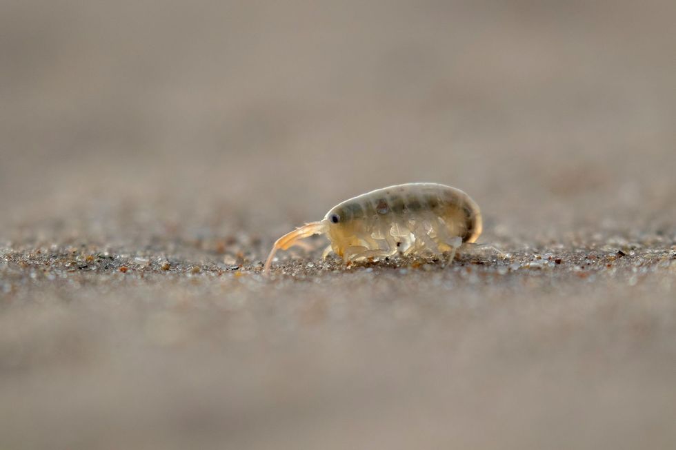 Sandhopper moving on sand on a beach