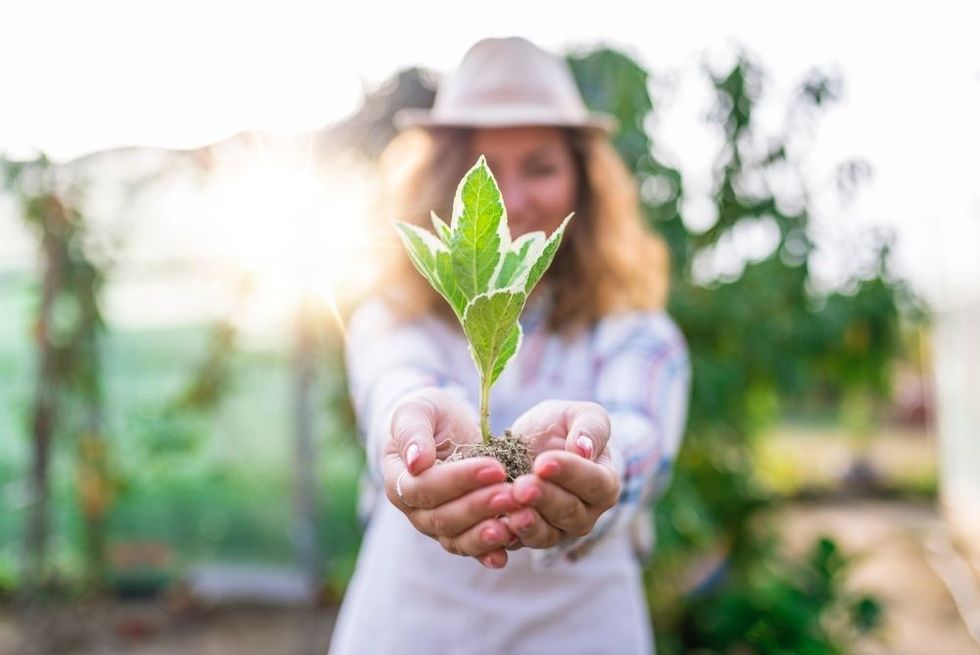 Sapling of plant in woman's hand