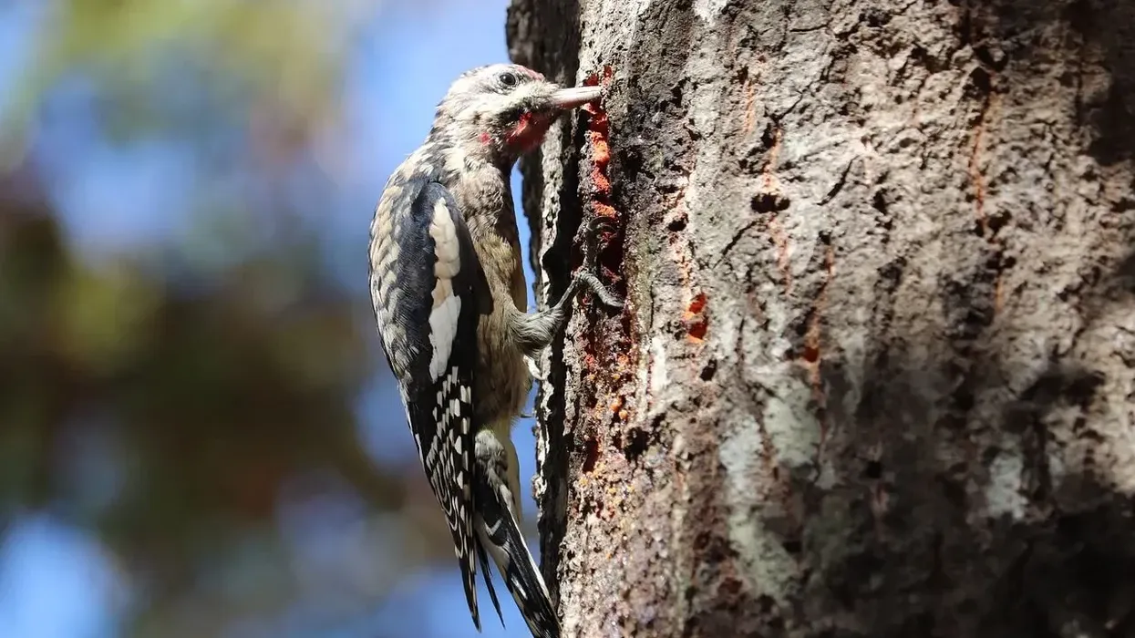 Sapsucker facts about a species of bird found in several places all over North America. 