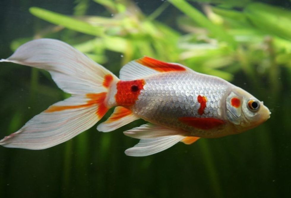 Saras comet goldfish in a fish tank.
