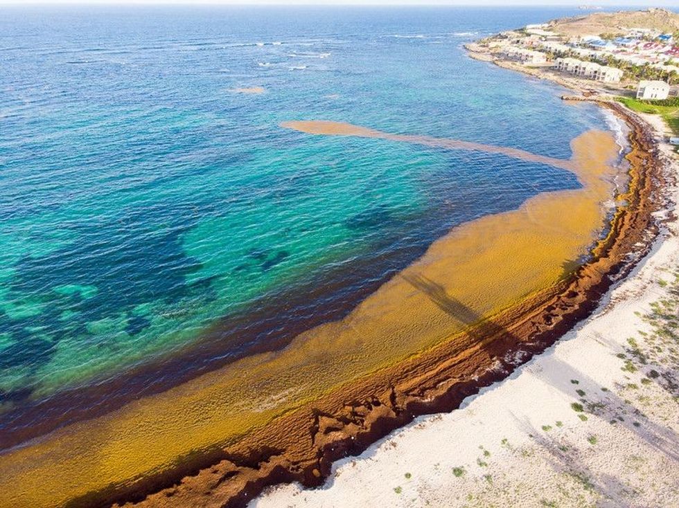 Sargasso Sea facts are fascinating to read about.