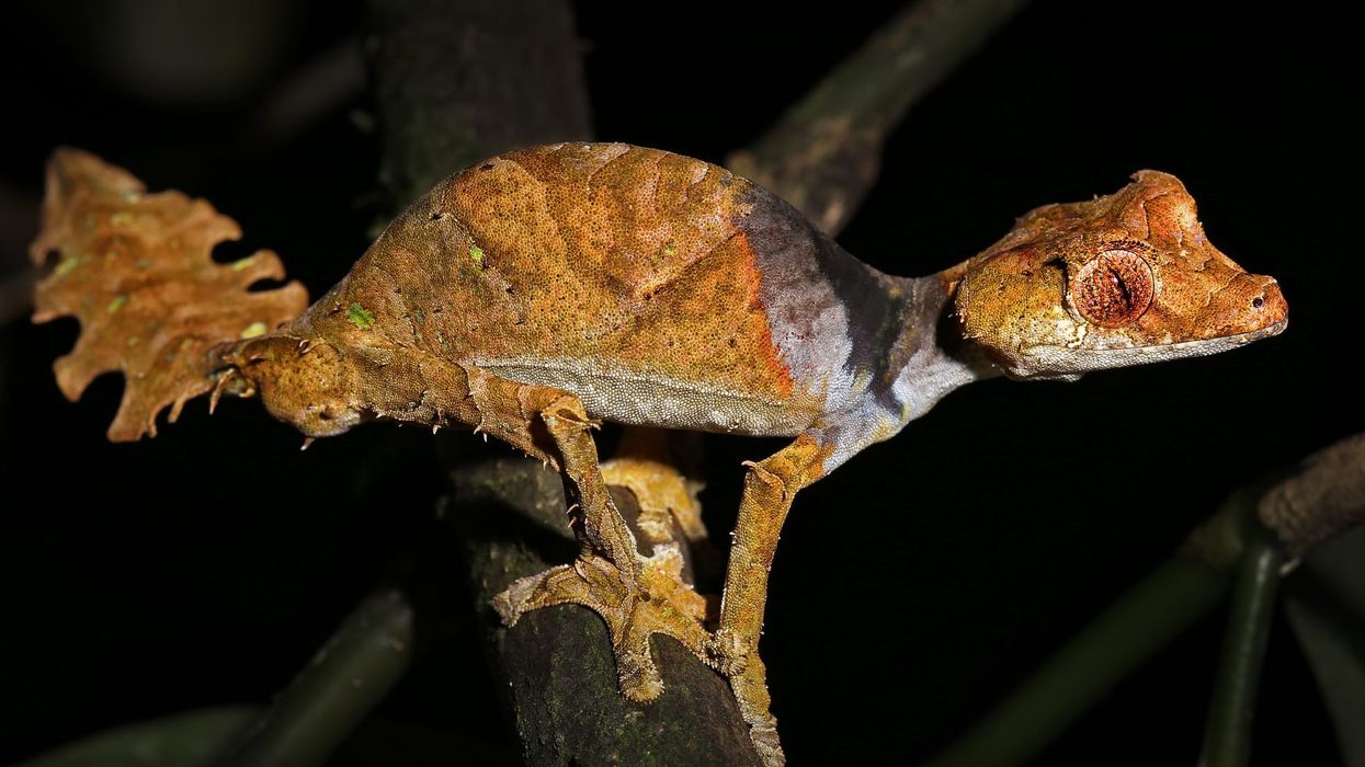 Satanic leaf-tailed gecko facts like they are amongst the smallest geckos are interesting