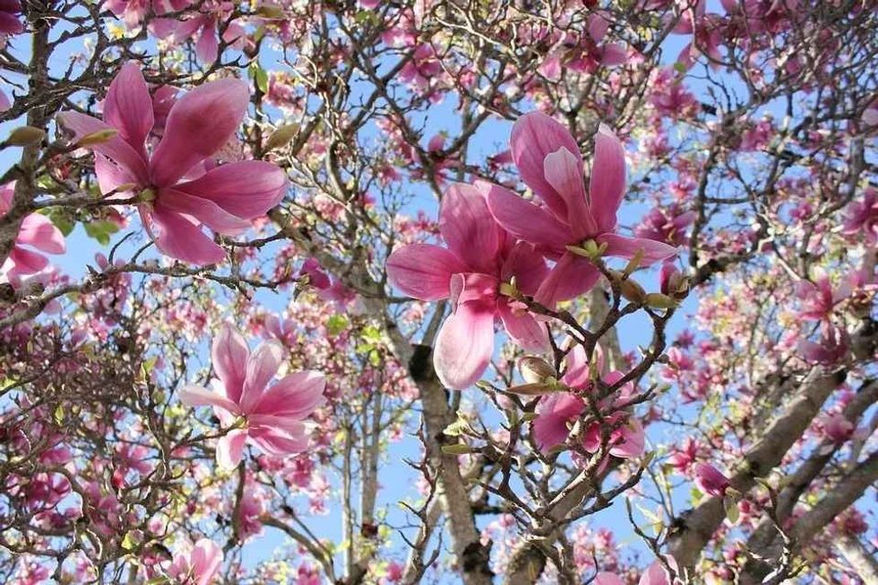 Saucer magnolia trees have saucer-shaped flowers