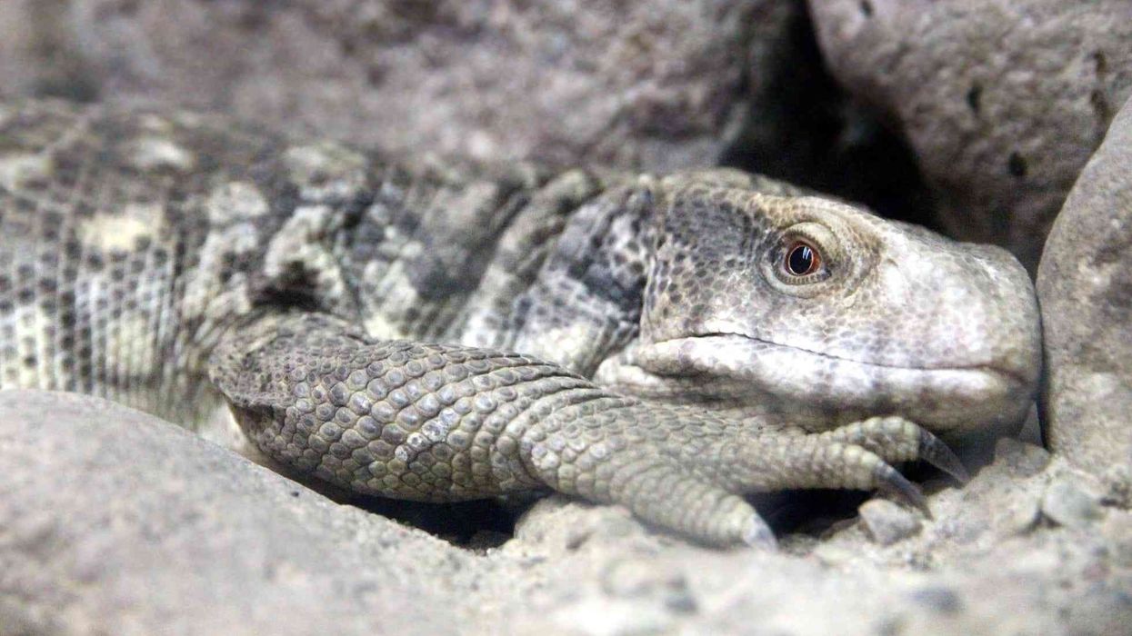 Savannah Monitor facts are about a robust reptile that is native to Africa.