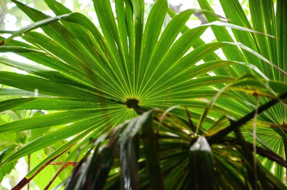 Saw palmetto is a very famous backdrop for mixed borders. Let's check out some interesting saw palmetto plant facts!