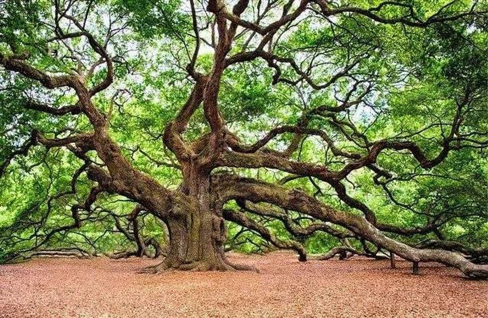 sawtooth oak tree is a beautiful specimen