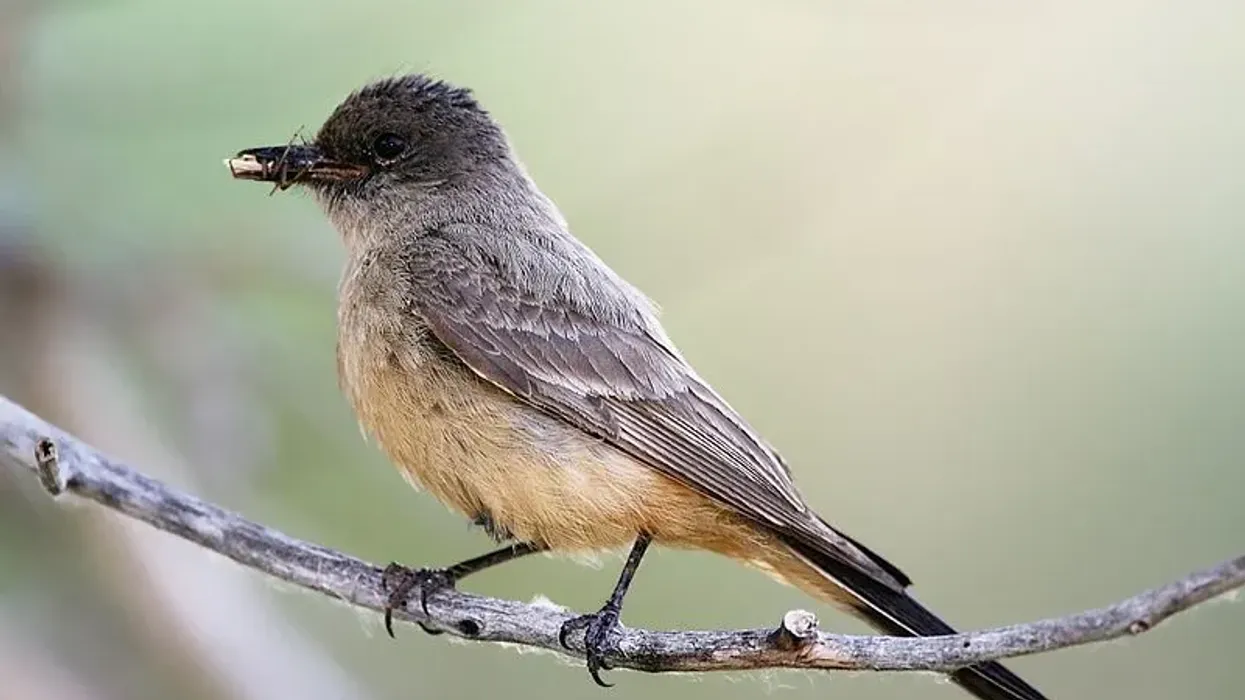 Say's Phoebe facts about the North American nesting bird from the family Tyrannidae.